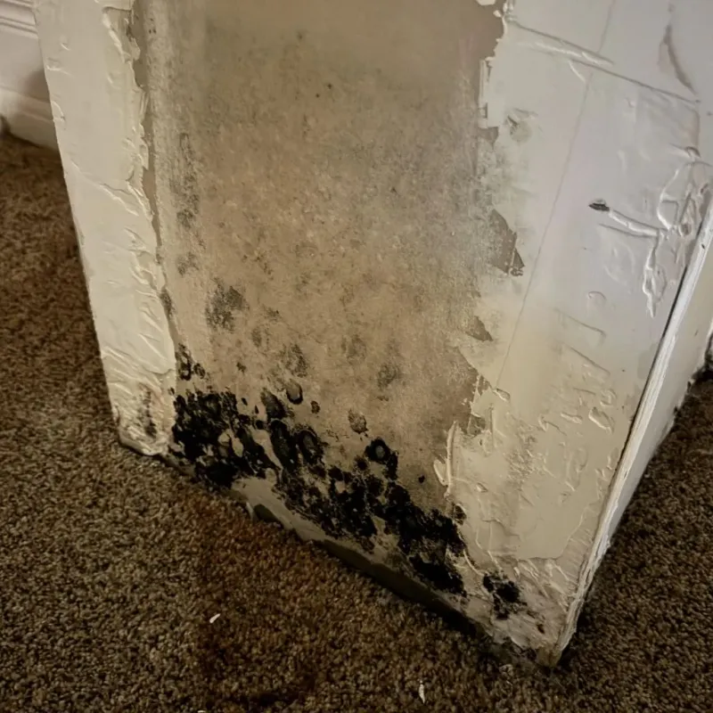 Professional Mold Removal in Pottstown, PA
